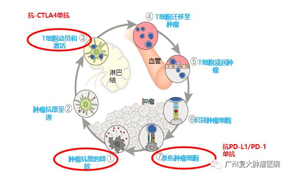 ny31_536687.jpg g3.jpg